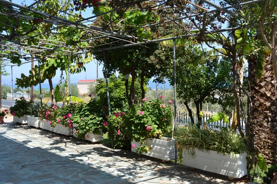 Η κληματαριά πάνω από τις γλάστρες